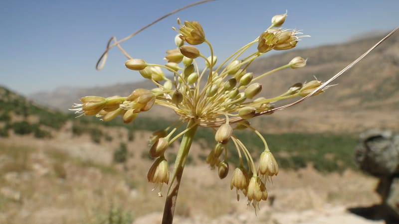 Allium chloranthum, A. G. Miller 132.3--Iraq. Kurdistan. Shakh-i Pira Magun. Gueza Khan. 11 June 2010. 114 (5).jpg