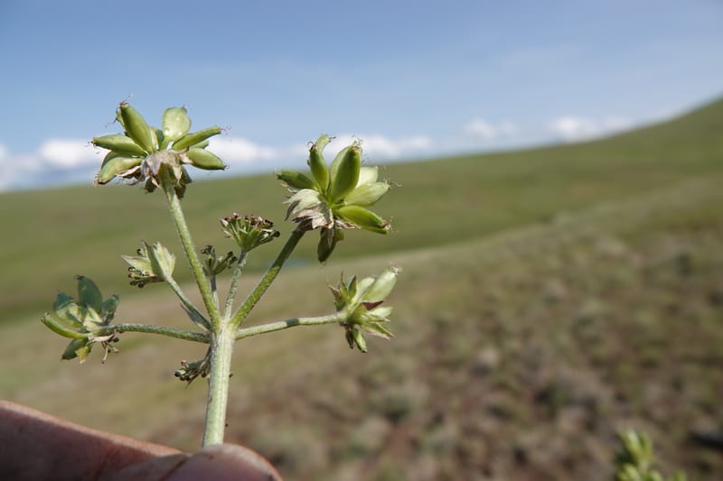 Lomatium macrocarpum, C. Davidson 13790--Oregon. Wallowa Co. Upper Camp Creek Canyon. 5 Jun 2018. DSC05225 (96).JPG