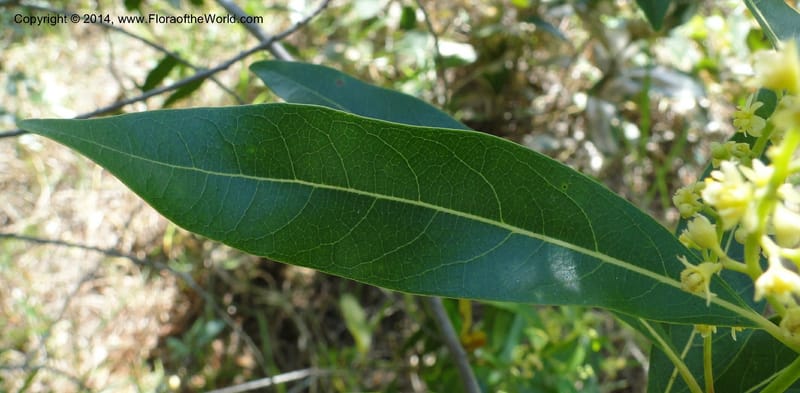 Ocotea puberula, Stevens, W. D 31128, Amambay, 16 Mar 2011 1624 (3).JPG
