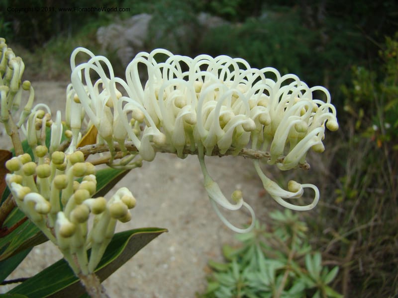 Grevillea exul, Minzinger, J 4674--New Caledonia, Province du Sud, Dumbea barrage,  11 Nov 2007 347 (3).jpg