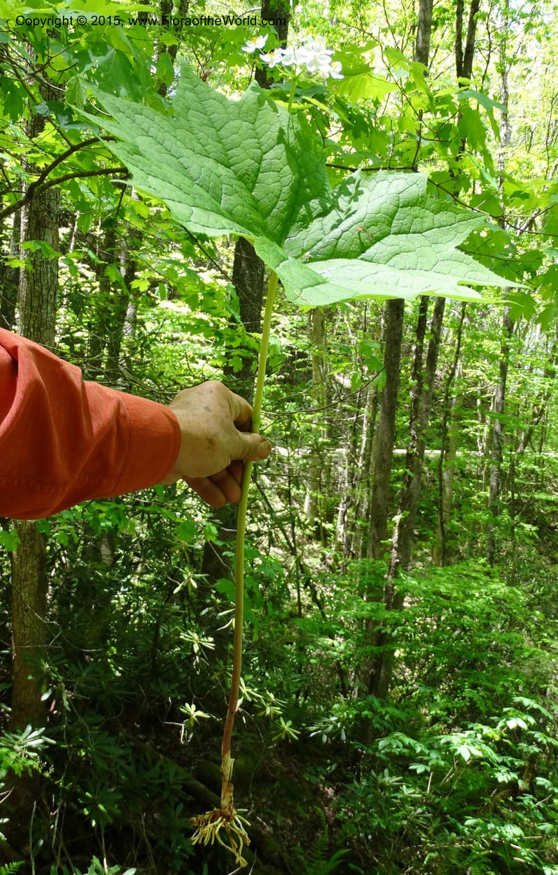 Diphylleia cymosa, Davidson, C 12981--North Carolina. Clay Co. Perry Gap Rd, Barnard's Cr. 13 May 2015. DSC04860 (184).JPG