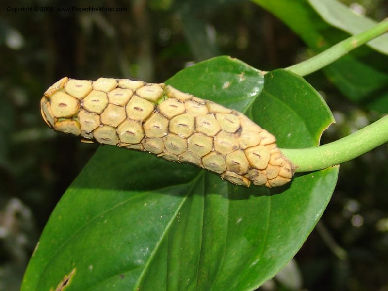 Monstera, RVasquez33048--Peru. Pillcopata. Qbda Sachavacayoc. 29 Oct 07. 095.jpg