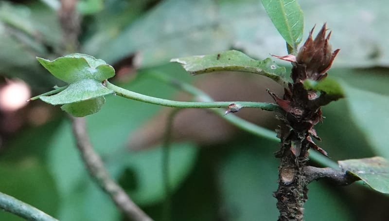 Poggea alata, C. Davidson 13956--Gabon. Arb. Sibang. 5 Nov. 2018. DSC02235 (43).JPG