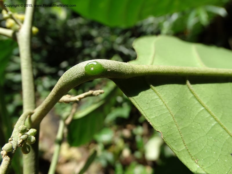 Octoknema, Davidson, C 12386--Cameroon. Bakengili Trail, Mt. Cameroon. 24 Mar 2014. DSC03587 (235).JPG