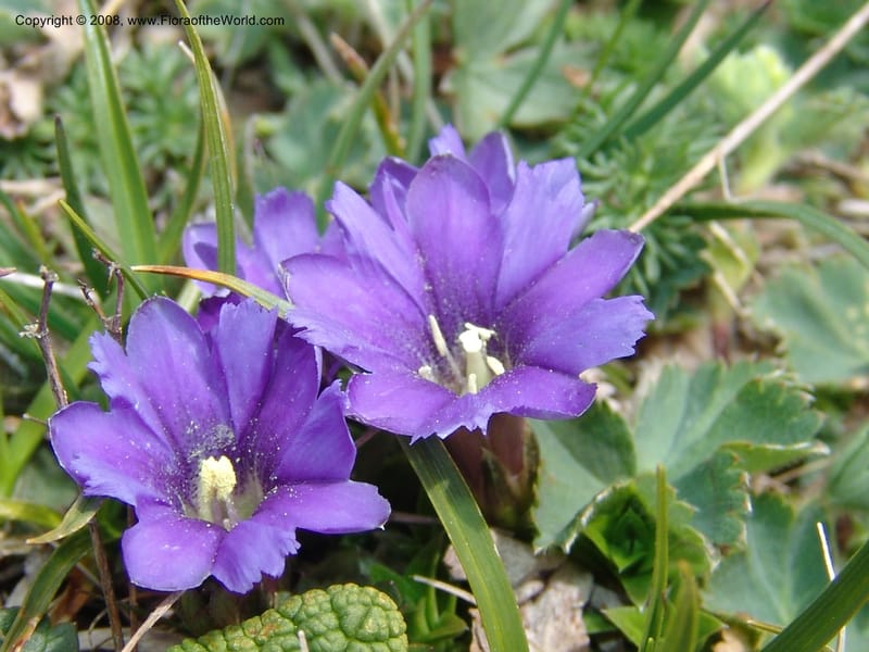 Gentiana pyrenaica--Georgia. Vic. of Tskhrats'karo Pass. 7 Jun 05. 174.jpg