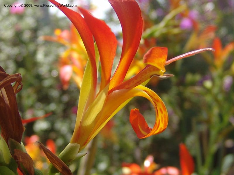 Canna patens--CA. Quail Botanical Garden. 9 Apr 05. 183.jpg