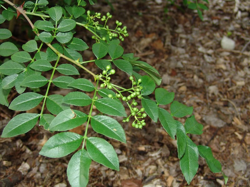 Zanthoxylum simulans--IL. Chicago. Morton Arboretum. 1 Jul 05. 155.jpg