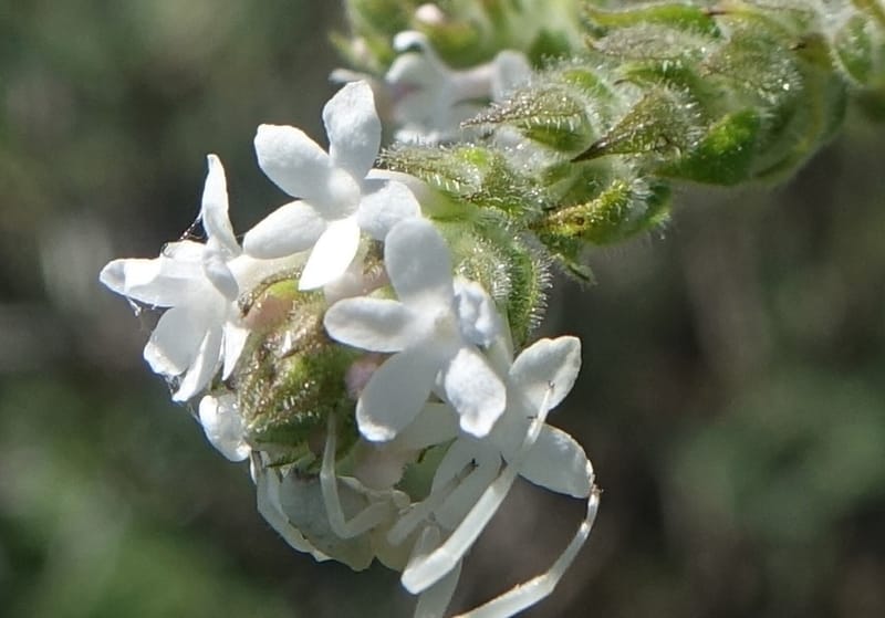 Aloysia castellanosii, Fortunato 13147--Argentina. Hwy 150, S of Ischigualasto. 7 Feb 2018. DSC09263 (66).JPG