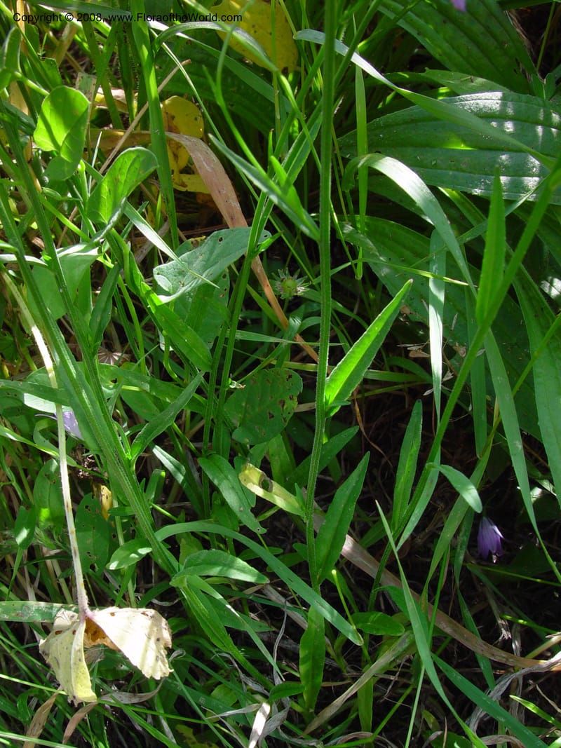 Campanula patula--Italy. Tuscany. Hwy A1, rest stop near Orvieto. 17 May 02.  016.jpg
