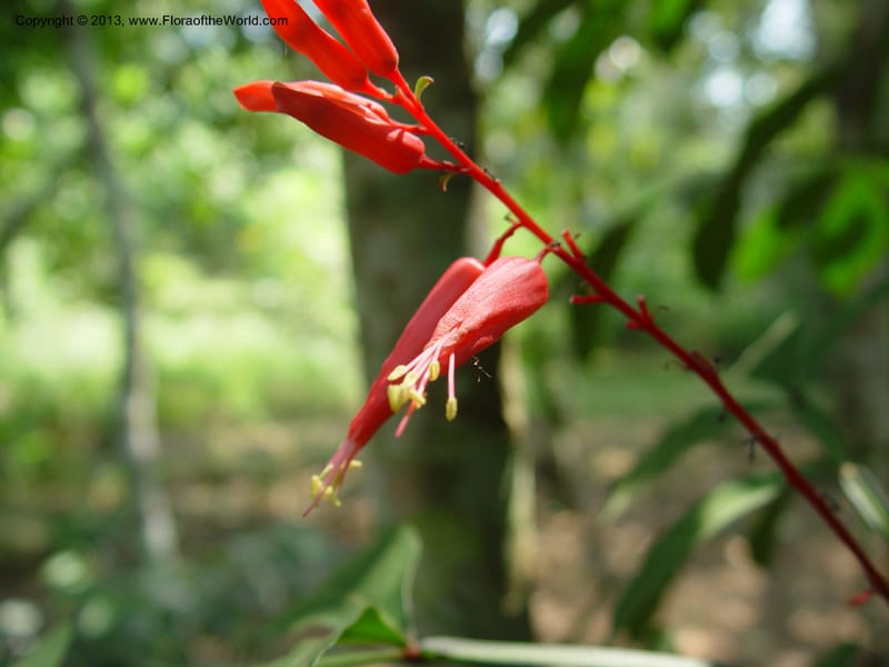 Quassia amara--Ghana. Aburi Botanic Garden. 11 Dec 03. 250.jpg