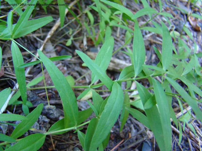 Kelloggia galioides, CDavidson11264--ID. Valley Co. Sylvan Beach, Payette Lake. 24 Aug 08. 015.jpg