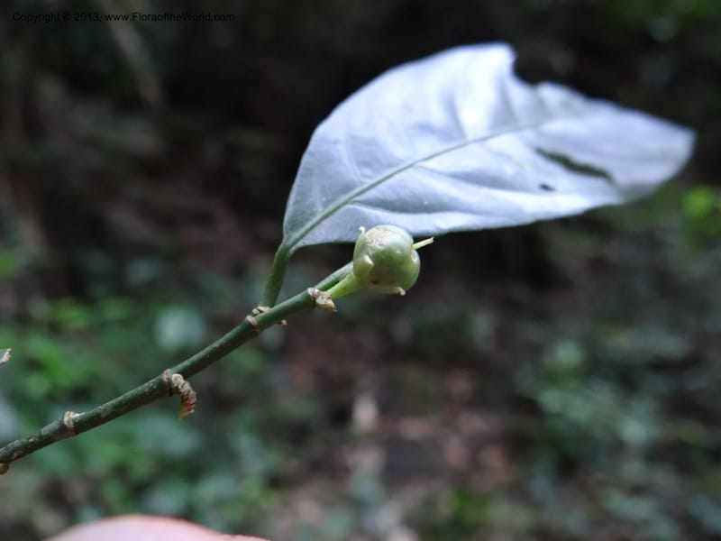 Rinorea, VC 5623--Thailand. Surat Thani Prov. Khlong Phanom Nat. Park. 15 Nov 2012. DSC09389 (81).JPG