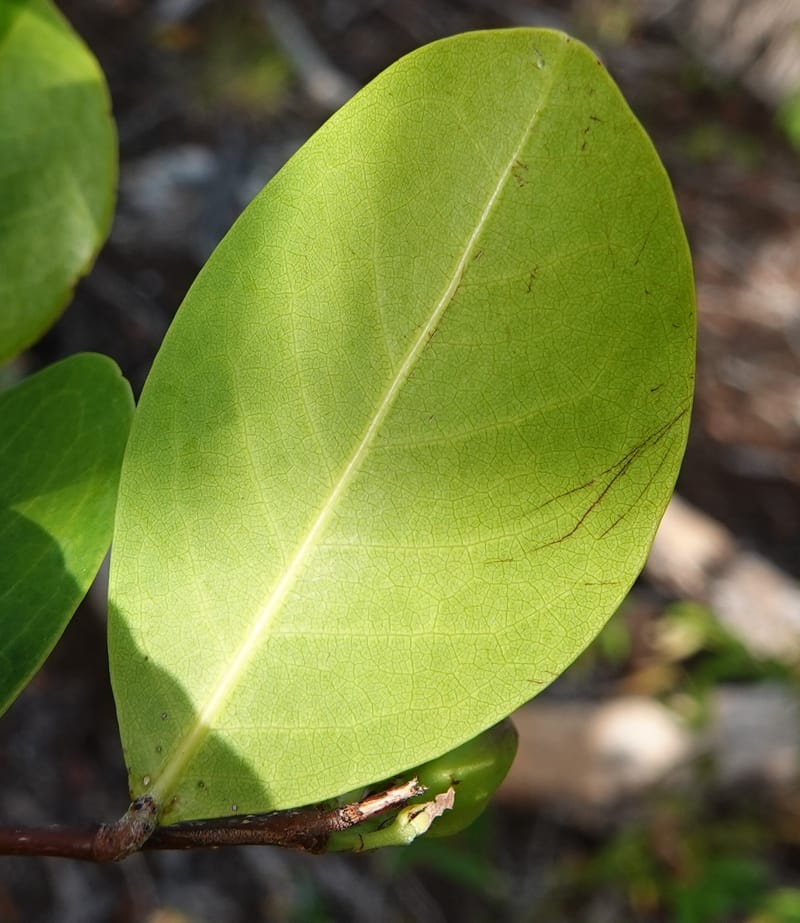 Chrysobalanus icaco--Belize. Belize Distr. Ambergris Caye. Secret Beach. 13 Jun 2019. DSC09714 (725).JPG