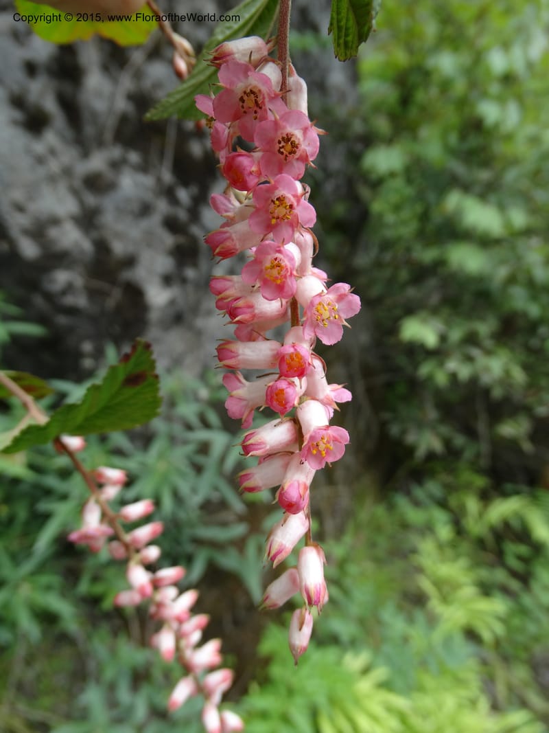 Neillia thibetica, Boufford, D 43710--China. Sichuan. LongDongZhen on Rd. to LeiYuan Shan. 13 May 2014. DSC05860 (8).JPG