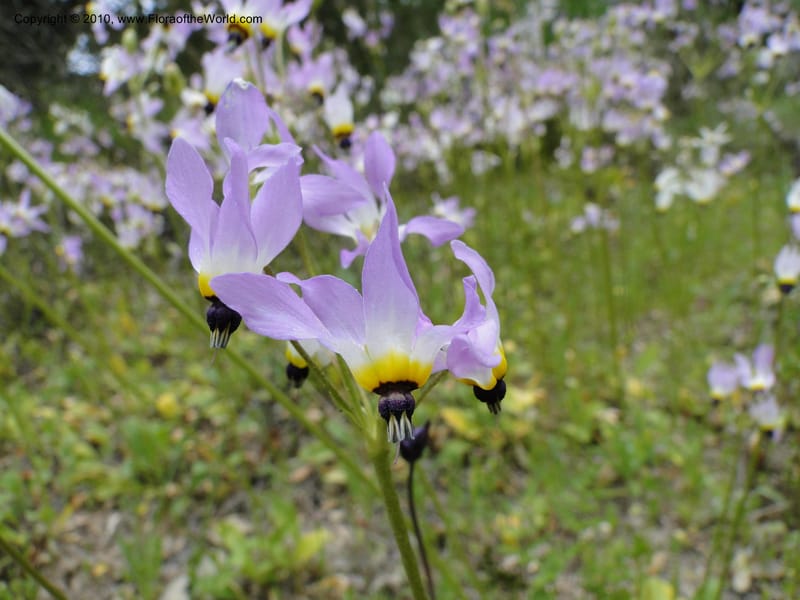 Dodecatheon clevelandii, C. Davidson 11728--California. Santa Barbara Co. 4 April 2010 180 (5).jpg