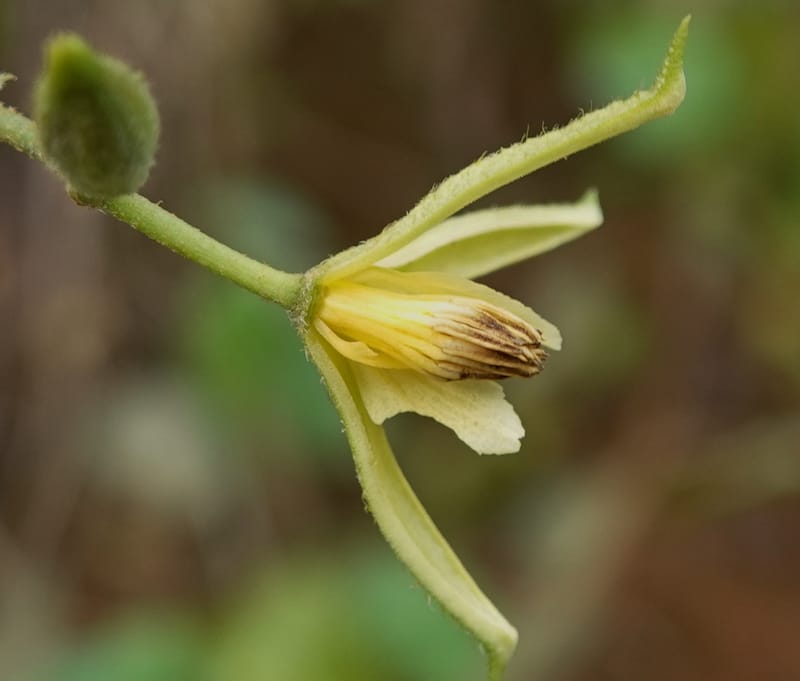 Grewia, C. Davidson 14070--Gabon. Maurel and Prom Rd. 24 Oct 2019. DSC02146 (38).JPG