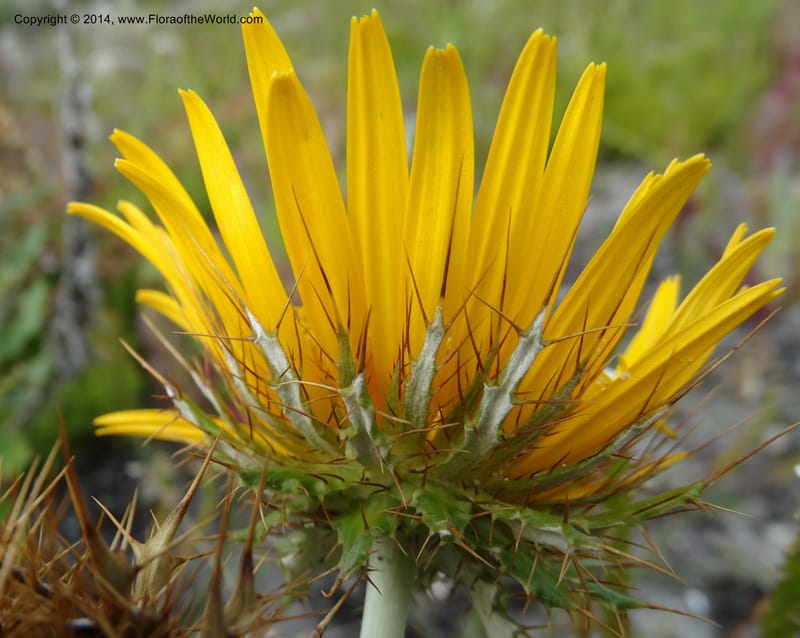 Berkheya barbata, Davidson, C 12314--South Africa. Western Cape. E. side, Fernkloof. 24 Jan 2014. DSC01799 (82).JPG