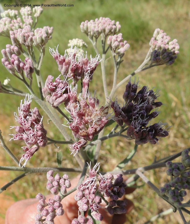 Eupatorium multicrenulatum, Stevens, W. D 31123, Amambay, 16 Mar 2011 1692.JPG