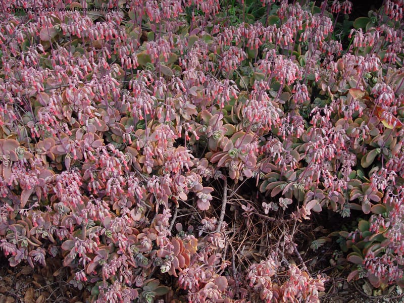 Kalanchoe marnieriana, 38024--CA. Huntington Bot. Gard. 14 Feb 03. 056.jpg