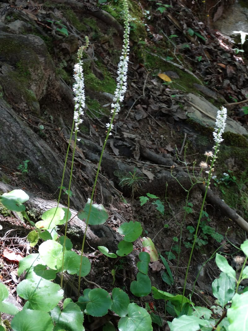 Galax urceolata, Davidson, C 13049--South Carolina. Oconee Co. Brasstown Cr. 19 May 2015. DSC06413 (152).JPG