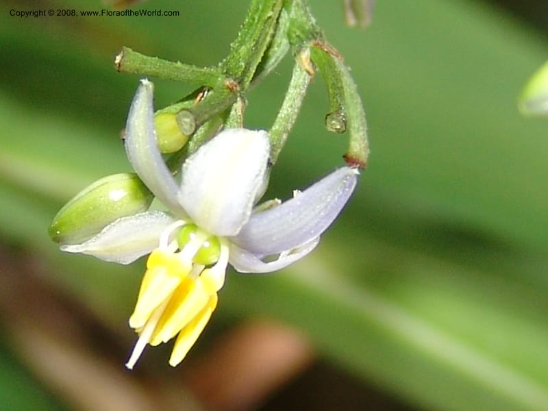 Dianella ensifolia, X4.1071--CA. San Francisco Arbor. 3 Jul 07. 070.jpg
