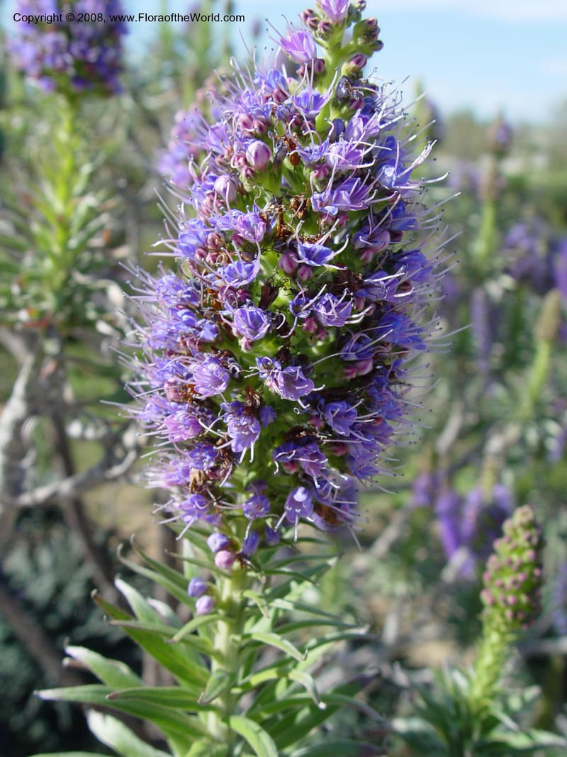 Echium fastuosum, 1999.00103--Spain. Barcelona Botanic Garden. 19 Apr 04. 006.jpg