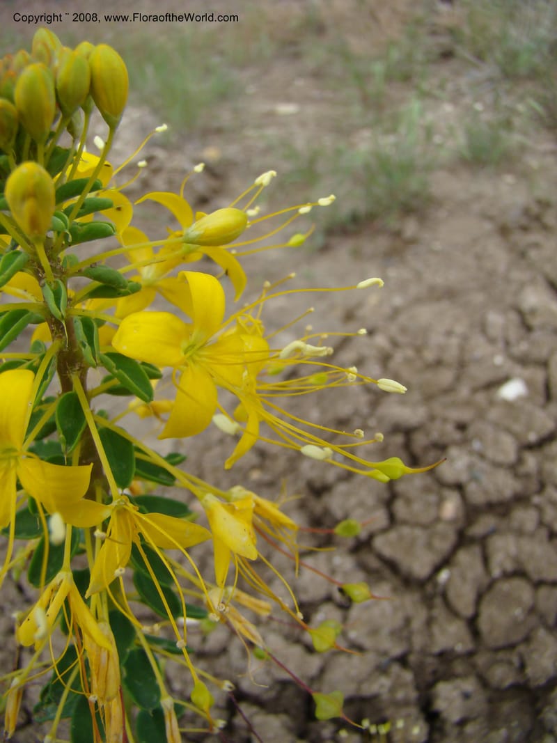 OR. Malheur Co. Leslie Gulch. 1 Jun 08. 014.jpg