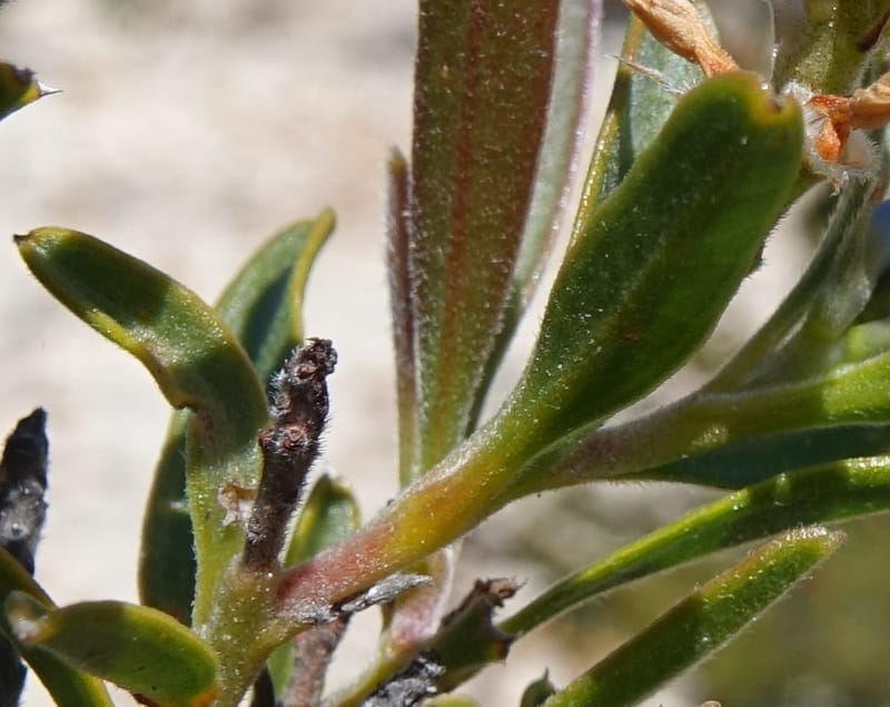 Conospermum nervosum, Davidson, C 13429--Australia. W.A. Green Head-Coorow Rd. Stop 2. 24 Oct 2016. DSC04873 (156).JPG