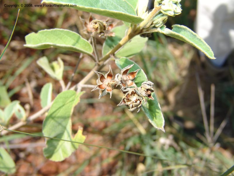 Melhania acuminata--So.Africa. Mpumal. twd Rietfontein. 16 Mch 05. 435.jpg