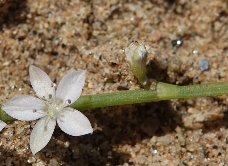 Oxygonum alatum, L. Nanyeni 1143--Namibia. B1 to Rehoboth, Frankie Fredricks St. 15 Mar 2018. DSC00565 (120).JPG