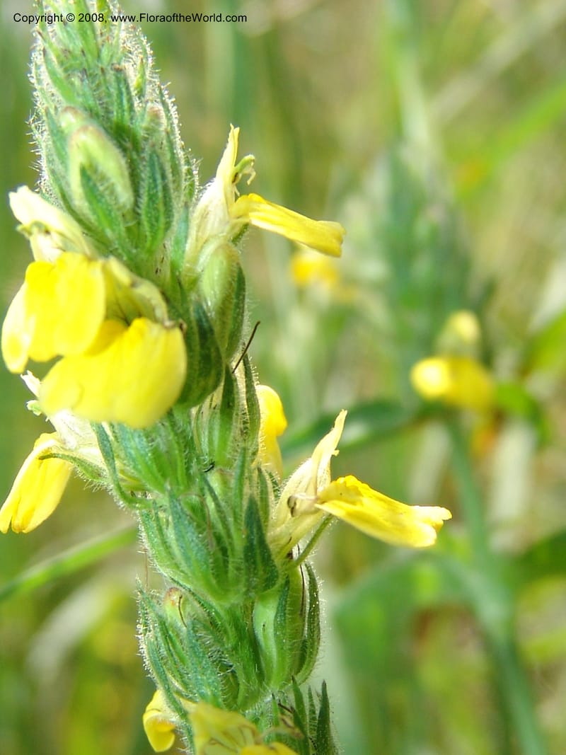 Justicia flava--So.Africa. Mpumal. S of Burgersfort. 16 Mch 05. 208.jpg