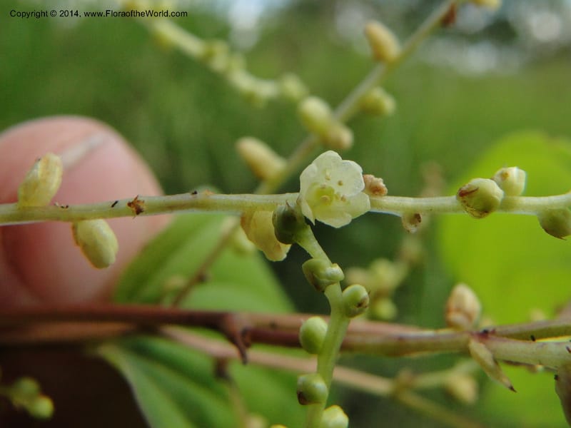 Dioscorea, Stevens,  W. D 31168, Garay Cue, 19 Mar 2011 2366 (7).JPG