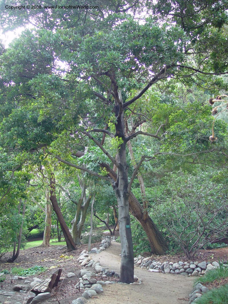 Cinnamomum japonicum--CA. UCLA. Mathias Bot. Gard. 13 Feb 03. 026.jpg