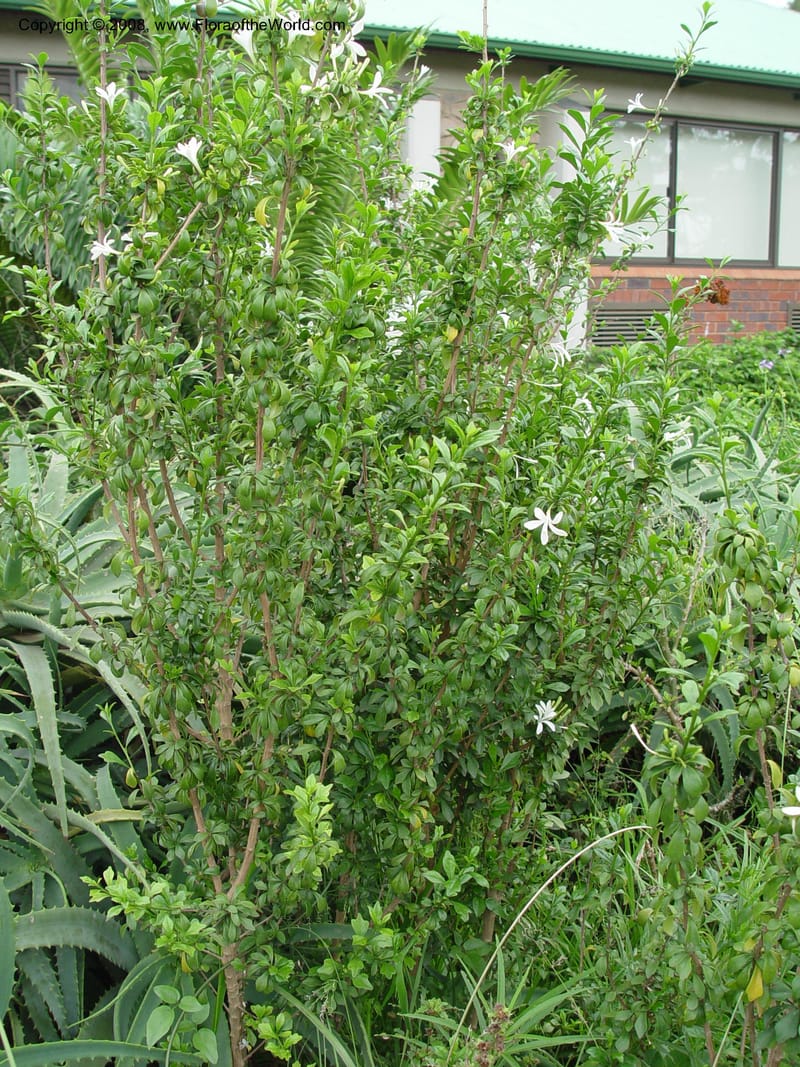 Turraea obtusifolia--So. Africa. Durban Bot. Gard. 3 Oct 03. 087.jpg