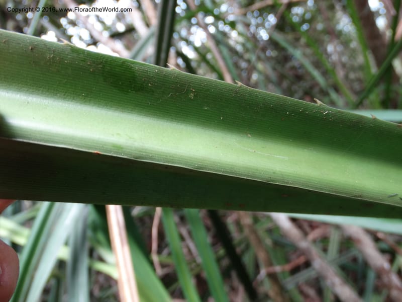 Pandanus occultus, Callmander, C 1183--Sabah. G. Silam. 1 Oct 2014. DSC00937 (228).JPG