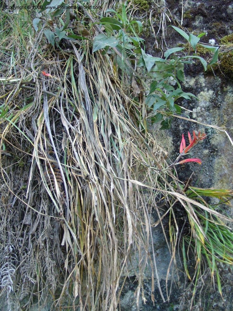 Pitcairnea pungens, Croat93263--Ecuador. Prov. Pichincha. Old hwy Quito to Sto. Domingo. 12 Aug 04. 088.jpg
