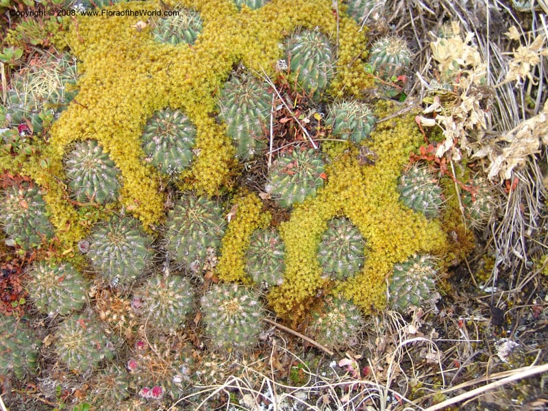 Echinopsis maximiliana, AAraujoM3008--Bolivia.  Prov.B.Saavedra. Charazani to La Paz. 20 Sep 06. 052.jpg