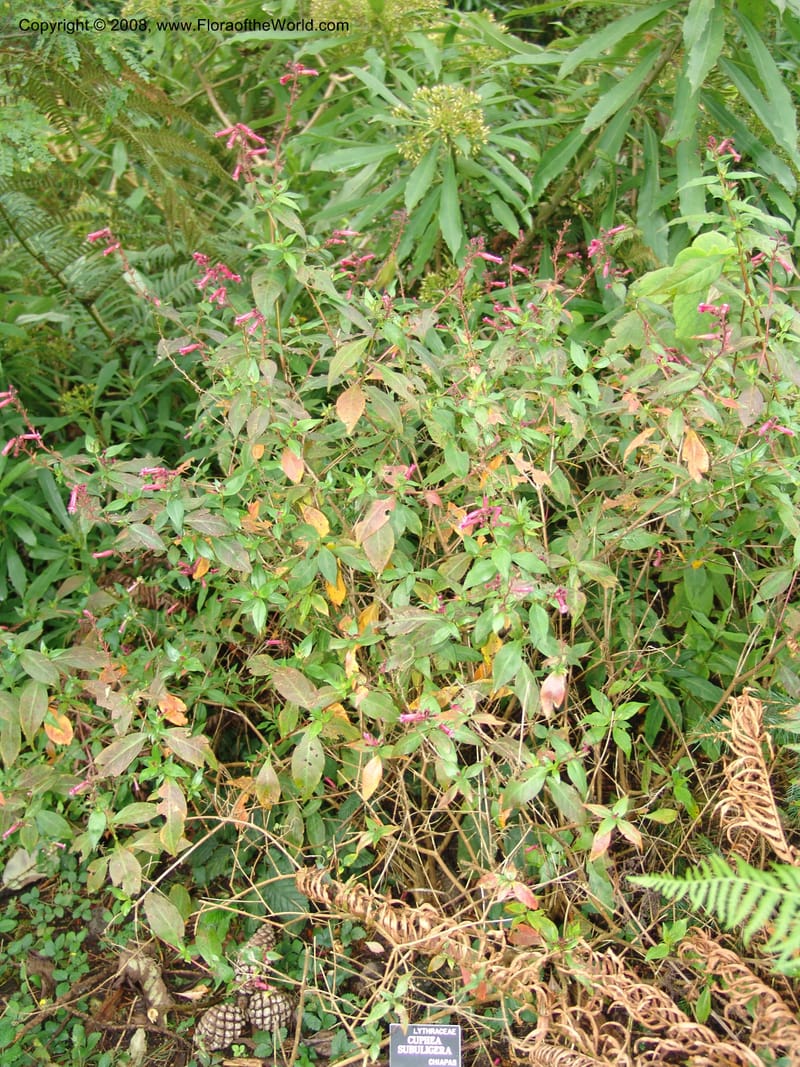 Cuphea subuligera--CA. San Francisco Botanical Garden (Strybing Arb.). 30 Mch 06. 304.jpg