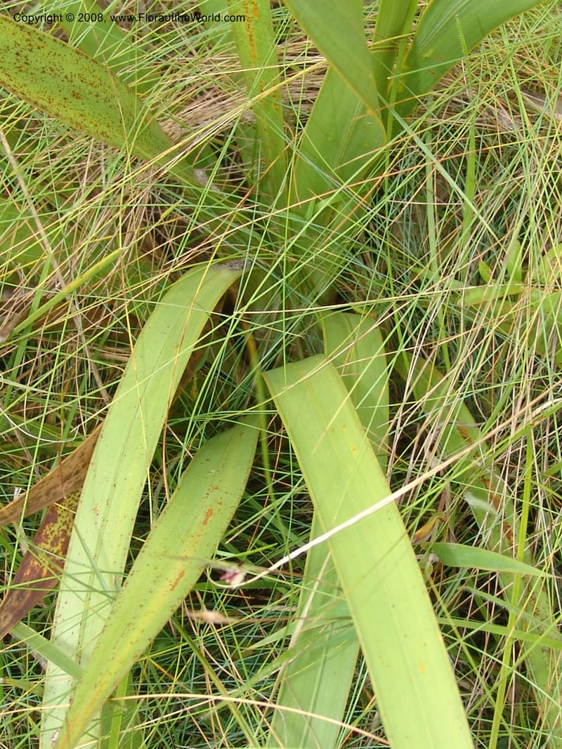 Watsonia densiflora--So.Africa. E. Cape. Umtamvuna Nat. Res. 11 Mch 05. 405.jpg