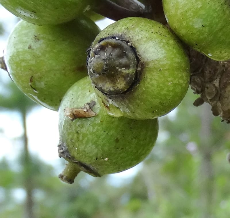 Plerandra insolita, Plunkett, G 3186--Fiji. Waisali Rainf. Reserve. 4 Nov 2015. DSC08848 (216).JPG