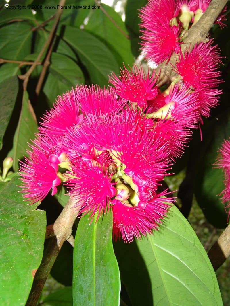 Syzygium malaccense--Tanzania. Zanzibar. Bungi to Jozani Forest Rd. 17 Jul 04. 006.jpg