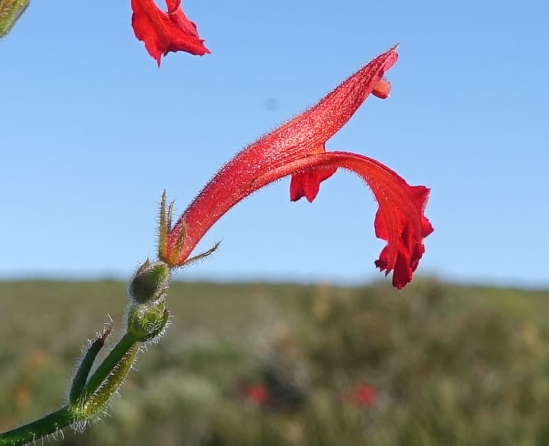 Leschenaultia hirsuta, Davidson, C 13418--Australia. W.A. Tootbardie Rd.-Coorow Rd. 23 Oct 2016. DSC04758 (29).JPG
