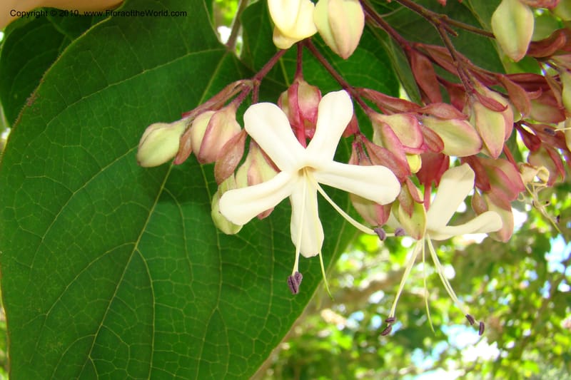 Clerodendrum trichotomum v. fargesii--New Zealand. N. Island. Hamillton Garden. 15 Jan 2010. 322 (5).jpg