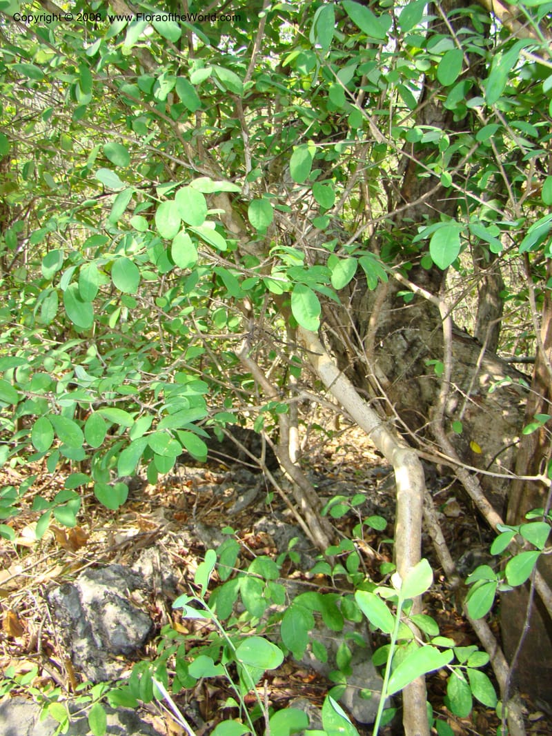 Erythroxylum havanense--Costa Rica. Guanac. Palo Verde Biol. Sta. 6-7 Apr 08. 060.jpg