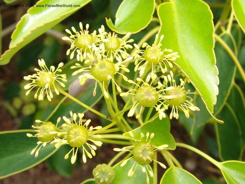 Trochodendron aralioides, 61.0594--CA. UC Berkeley Bot. Garden. 31 May 07. 418.jpg
