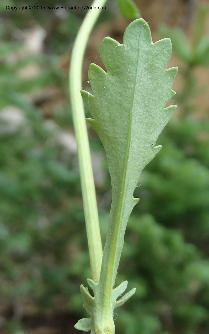 Senecio cymbalarioides, Davidson, C 12633--ID. Idaho Co. Seven Devils Campground. 11 Aug 2014. DSC00412 (109).JPG