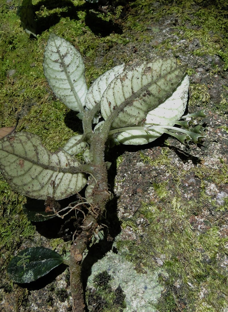 Argostemma, Regalado 1896--Viet Nam. Hon Ba Nature Res. 12 May 2011. 213 (1).jpg