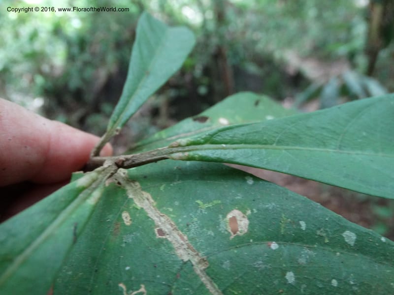 Callicarpa, Davidson, C 12680--Sabah. Danum Valley. 4 Oct 2014. DSC01741 (334).JPG