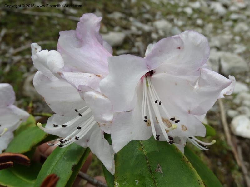 Rhododendron, Boufford, D 43643--China. Sichuan. XiaYingShan to XiangZhai. 10 May 2014. DSC05109 (176).JPG