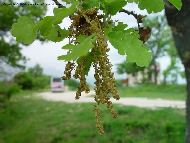 Quercus--Italy. Abruzzo. Eremi di San Bartolome, Roccamorice. 10 May 02. 049.jpg